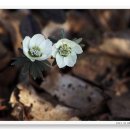 바람꽃건강 이미지