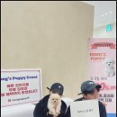 퍼피애견샵 이미지