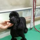 피닉스애견미용 이미지