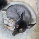 체인지펫샵 이미지