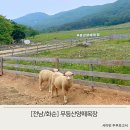 호남목장 | 전남 동물 먹이주기 체험 무등산양떼목장 상세후기(입장료, 동물종류)