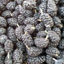 광일농장 이미지