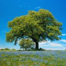 푸른나무 이미지