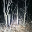낙동정맥 07/20구간 18-13. 19-13 하삼의. 명동산. 포도산. 여정봉. 황장재 : 2026-010-18 이미지