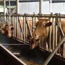 읍내곰탕 이미지