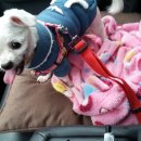 아람이네 이미지