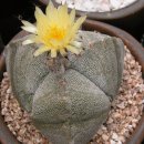 삼봉카 Daum카페