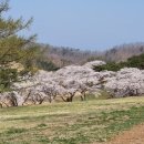 파크골프 벚꽃여행 ㅡ 경주 산내 Ok목장 이미지