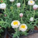 로단테(Rhodanthe) 이미지