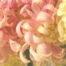 CarpeDiem(카르페디엠) 이미지