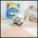 루이펫샵 이미지