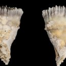 산호환경 이미지