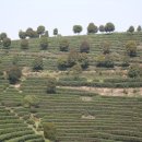 나무향기 차향기 이미지