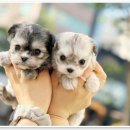 애니멀즈 강아지분양 고양이분양 천안점 이미지