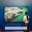 서울 전시회 내셔널지오그래픽 특별기획: OCEAN 가장 거대한 기록 충무아트센터 후기