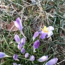 하룻강아지 이미지