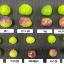 제주올리브 - 제주시 해맞이해안로 2486-23 | 제주올리브