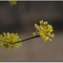 꽃그리고 이미지