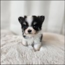 펫 파라다이스 동물병원 이미지