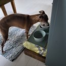 에이엔에프주 | 강아지가 사료를 잘 안 먹는다면 (다른 건 잘 먹는 경우 시도)
