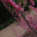 매화농장 이미지