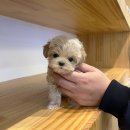 부산강아지분양 디몽 광안리본점 이미지