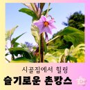 [힐링 여행] 여름 시골집에서 즐기는 "슬기로운 촌캉스" 행복한 후기
