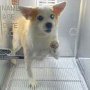 힐스독 | 내산] 강아지 다이어트 사료 추천🐶 십자인대 수술 후 3kg 감량 성공한 김코코씨의 힐스 독 메타볼릭 후기