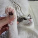 별이와콩이 | 꾸니콩이 유튜브 개설🎉대한적십자사 기부 명패 도착✨️