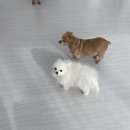 포그니유치원 이미지