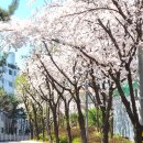 도화초등학교.수봉도서관(37366) | 가볼만한곳 인천 벚꽃 명소