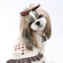 퍼피엔젤 이미지