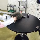 예뻐질개 이미지