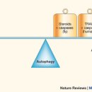 효소요법에서 오토파지(autophagy)의 유도와 리튬+세리놀짐 (7) 이미지