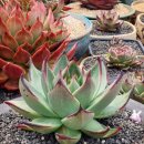 풀잎하우스 이미지