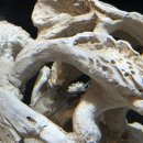 핑키펫 | 송도 컨벤시아 2026 키워 x 정브르 특수동물 EXPO 방문 후기