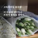 레이크이화약국 | [겨울 W.12] 웨딩촬영 풍성 튤립 부케를 위한 고속터미널 꽃시장 발품(여름에 데이토나 프린지 튤립 찾기)