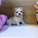 (주)평생동반자우리 | 동탄강아지무료분양 입양 과정과 후기