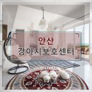 강아지 보호센터 | 안산 강아지보호센터 단모치와와 입양 후기 현황 분석