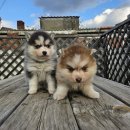 멍멍하개 이미지