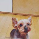 개릿뷰티 | [강아지미용] 요크셔테리어 미용 시키고 왔어요♡ 3♡)