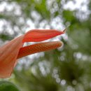 안수리움(Anthurium) 이미지