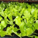 그린종묘농약사 이미지