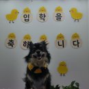 러닝독 스테이 이미지