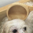 그루밍 애견미용 이미지