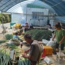 매노3동영농조합 이미지