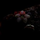 자연과 건강(산야초 이야기) 이미지