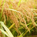 현대 라이스 위탁 영농조합법인 이미지