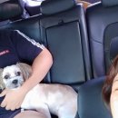 캐비어동물메디컬센터 이미지