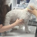 이수동물병원 | [대구 24시 바른동물의료센터]에서 소형견 슬개골 다리정밀검진하고 왔어요!/달서구동물병원 추천